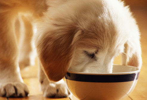 Fabbisogni nutrizionali del cane e del gatto: accrescimento
