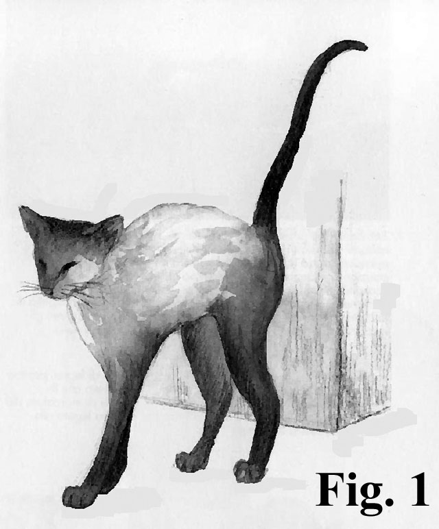 Comportamento eliminatorio del gatto: la marcatura urinaria
