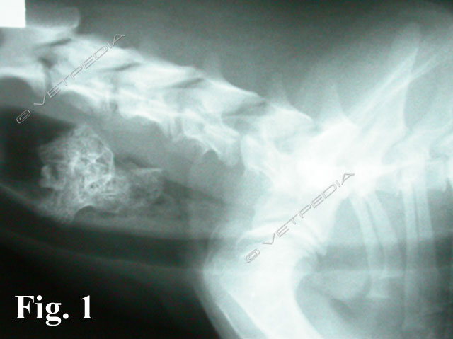 Corpi estranei esofagei nel cane e nel gatto