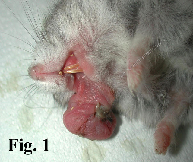 Patologie delle tasche guanciali del criceto