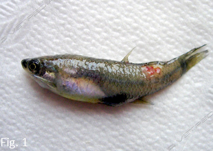 Ulcera da Aeromonas spp. in un pesce