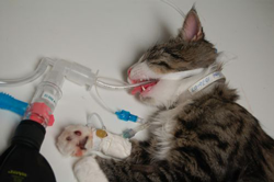 La ketamina viene utilizzata come farmaco per l’induzione dell’anestesia del canee del gatto. 