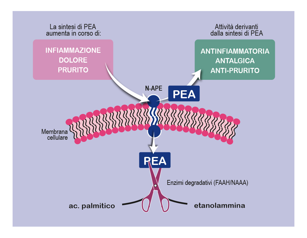 Sintesi e degradazione della palmitoiletanolamide (PEA) 