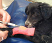 Induzione dell’anestesia generale con propofol in un cane premedicato con sedativi e analgesici opp