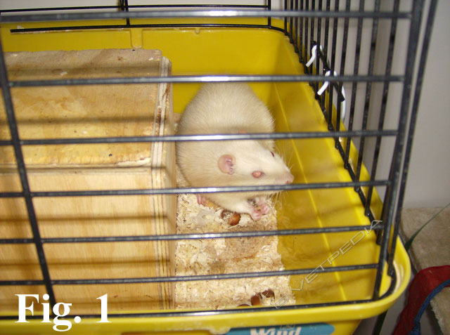 Gabbia con lettiera per il ratto domestico