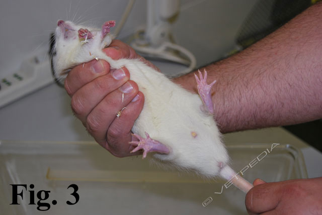 Tecnica di contenimento del ratto domestico