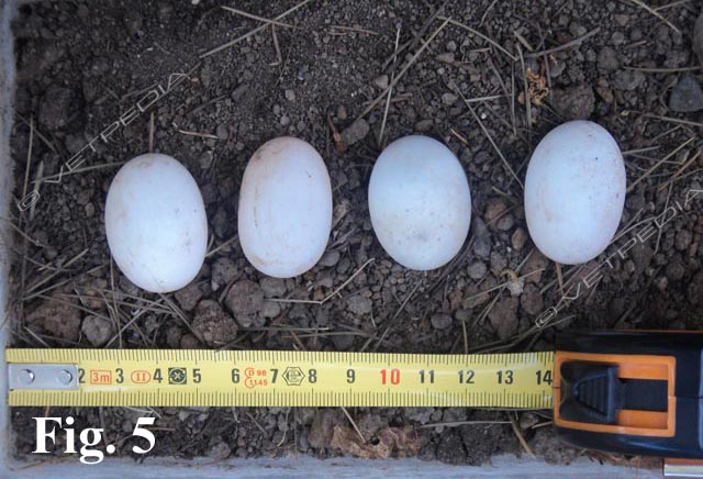 Durante la stagione riproduttiva le femmine di Testudo spp. depongono 2 volte da 2 a 8 uova