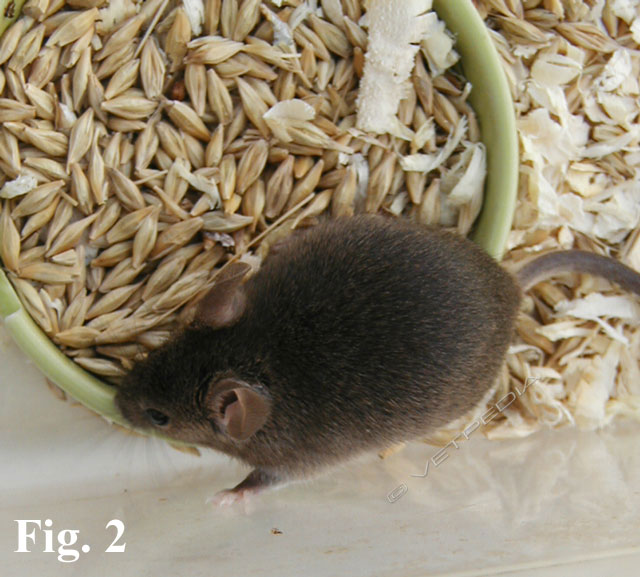 Semi e mangimi pellettati sono la base dell'alimentazione del topo domestico