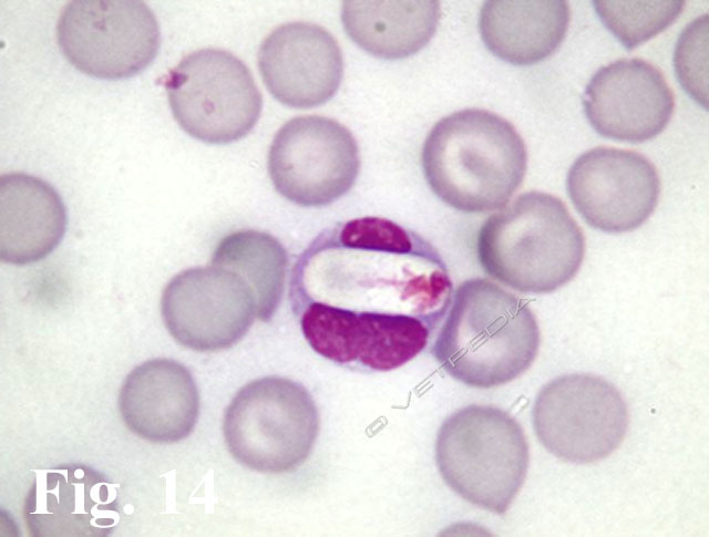 Granulocita neutrofilo circolante contenente un elemento di Hepatozoon spp