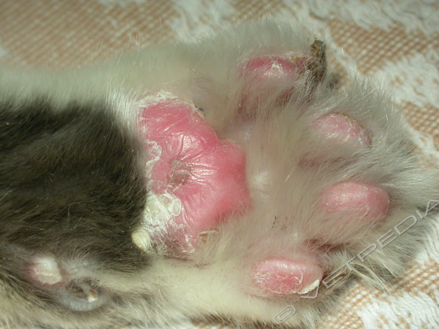 Dermatite erpetica dei cuscinetti digitali in un gatto