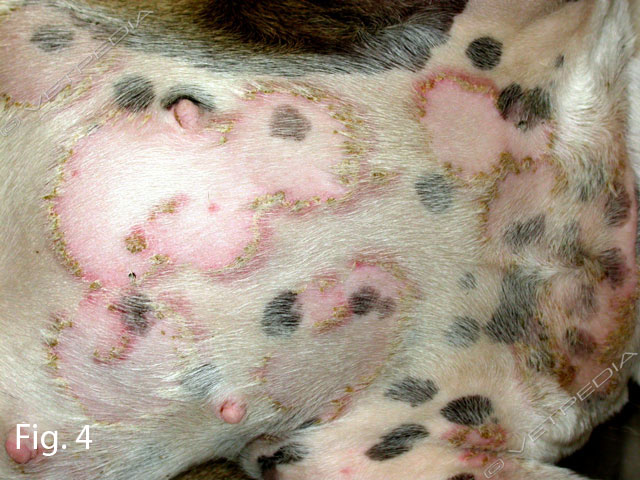 Piodermite superficiale: ampi collaretti epidermici sulla regione toracica ed addominale di un cane