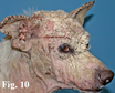 Scabbia (rogna sarcoptica) crostosa in un cane meticcio