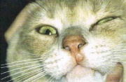 Tra le lesioni cutanee da Papillomavirus, nel gatto è descritto il sarcoide felino