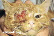 Il Poxvirus nel gatto può causare una dermatite che inizia con una lesione primaria generalmente singola