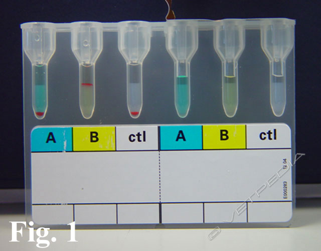 Determinazione del gruppo sanguigno mediante agglutinazione in colonne di gel nel gatto