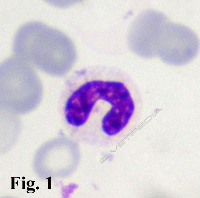 Neutrofilo non segmentato in un campione di sangue di cane con leucopenia associata a left shift degenerativo