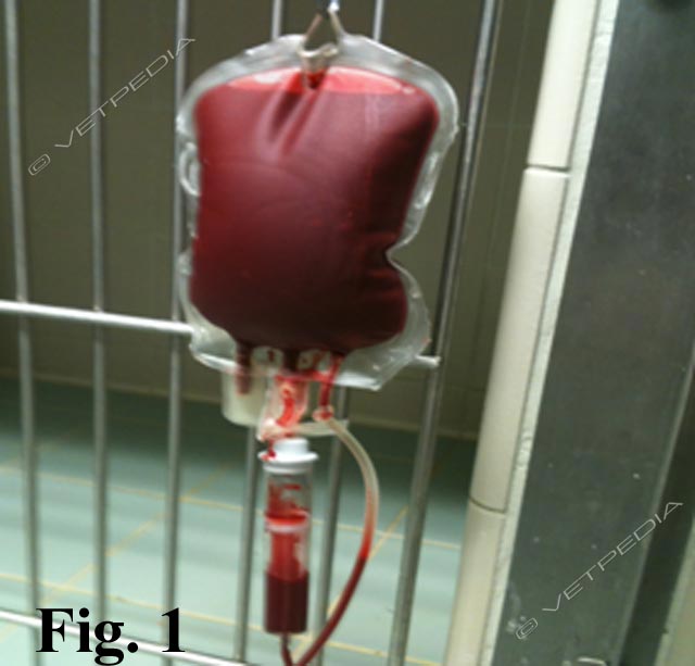Sacca di pRCB per trasfusione