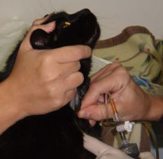 Prima di destinare un gatto alla donazione è fondamentale determinare il gruppo sanguigno e lo stato di salute