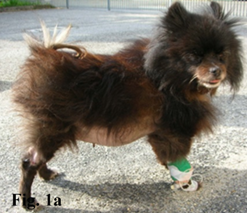 Il test di stimolazione con ACTH è il più comunemente utilizzato per confermare la diagnosi di ipercortisolismo nel cane