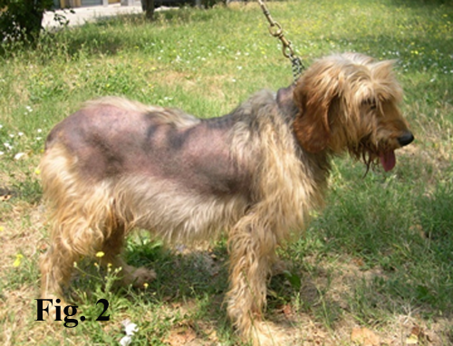 Alopecia simmetrica bilaterale con iperpigmentazione in un cane affetto da ipercortisolismo  