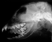 Demineralizzazione delle ossa craniche in un cane Corso di 5 anni con iperparatiroidismo secondario renale in stadio avanzato