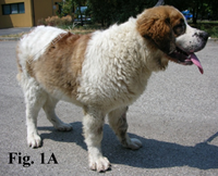 I cani affetti da ipotiroidismo congenito appaiono come nani sproporzionati, con testa grande e larga e arti e tronco corti 