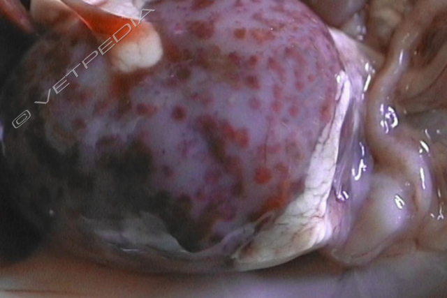 CHV: focolai necrotico-emorragici sul parenchima renale