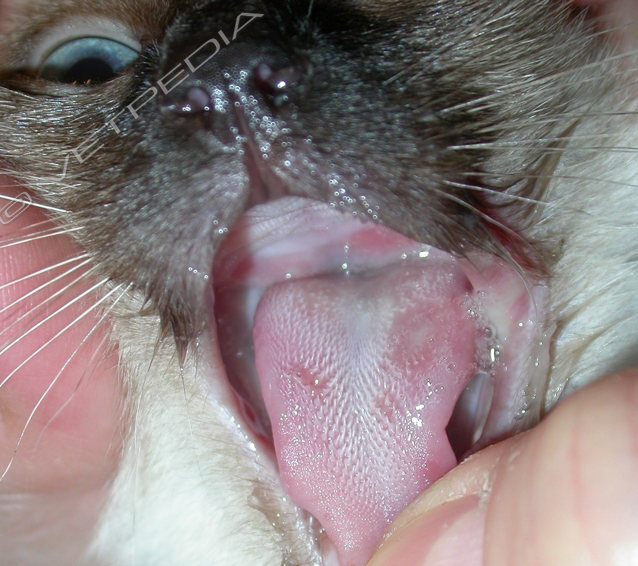 Calicivirus felino: ulcera linguale in un gatto di due mesi