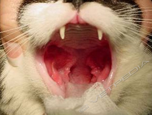 Lesioni del cavo orale in un gatto affetto da Calicivirus