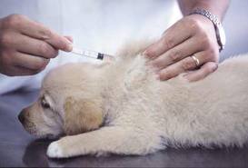 Data la diffusione del virus, è buona norma vaccinare tutti i cuccioli per la parvovirosi