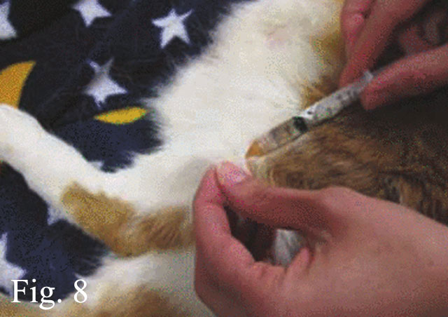 Linee guida AAFP 2013 per la vaccinazione del gatto 