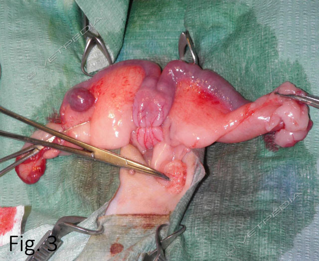 Adenocarcinoma uterino di piccole dimensioni in una coniglia