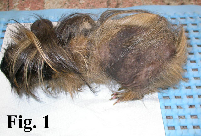 Alopecia endocrina in una cavia