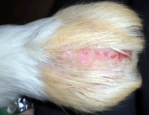 Sulla cavia si possono effettuare gli stessi esami dermatologici previsti per cani e gatti