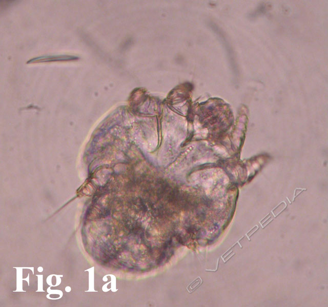 Il parassita cutaneo più comune nella cavia è Trixacarus caviae