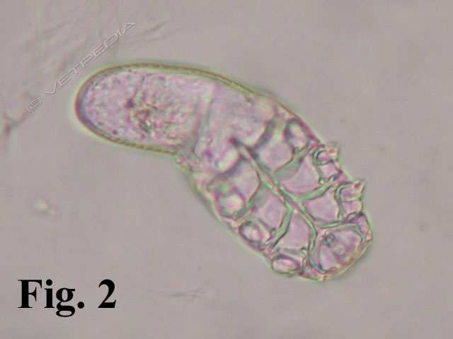 Demodex criceti, ectoparassita del criceto