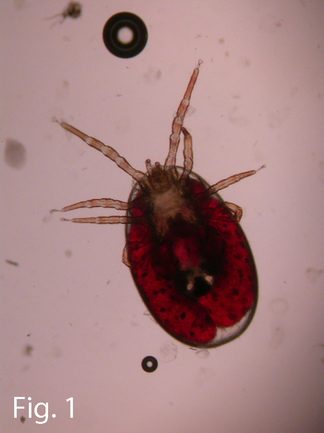 Dermanyssus gallinae (acaro rosso)