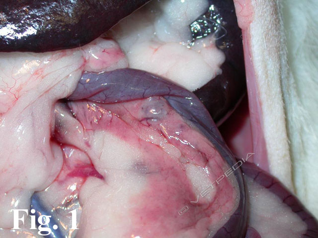 Nodulo pancreatico in furetto con insulinoma 