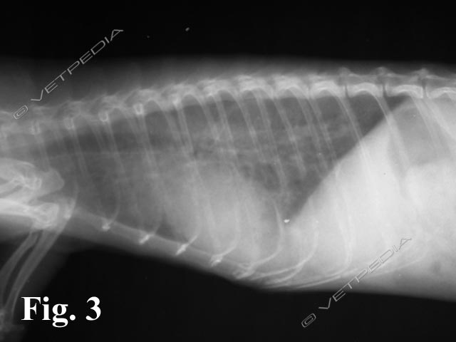 L’interpretazione delle radiografie del furetto presenta punti in comune con cani e gatti e peculiarità di specie