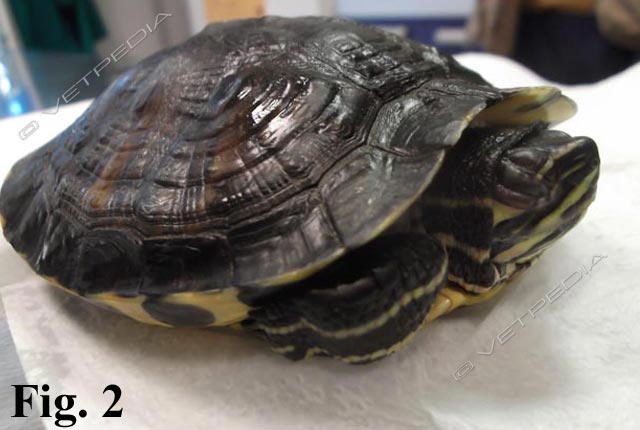 L'edema palpebrale è un segno clinico importante di ipovitaminosi A nella tartaruga