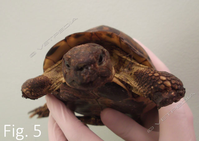 Perdita delle dita a seguito di morso di roditori in una tartaruga