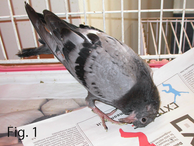 Alterazioni neurologiche in un piccione con malattia di Newcastle