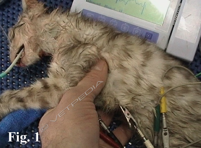 Rianimazione cardio-polmonare-cerebrale: massaggio cardiaco esterno in un gatto.