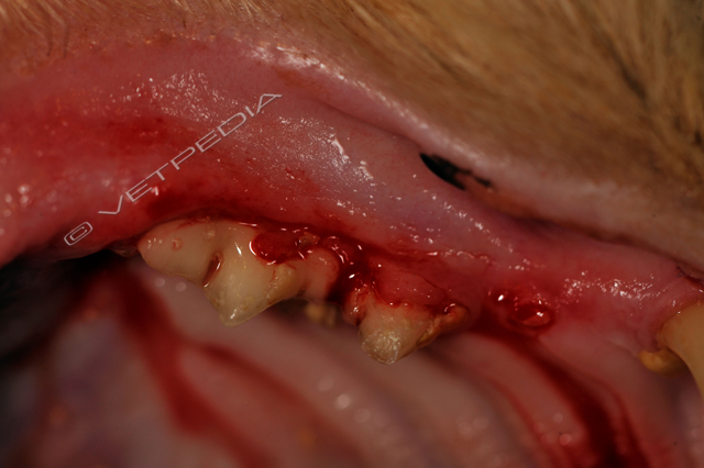 FORL (Feline Odontoclastic Resorptive Lesion) del IV° premolare superiore