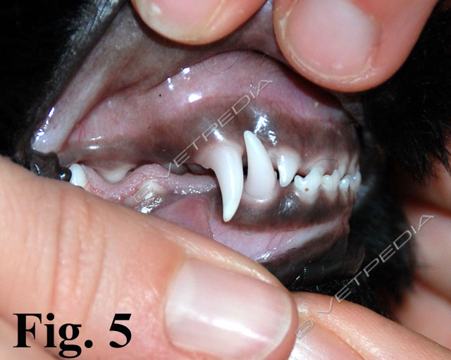 Il prognatismo del cucciolo può essere efficacemente trattato con apparecchi ortodontici extraorali