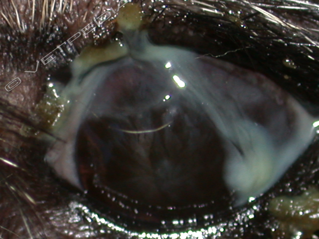 Cheratocongiuntivite secca in uno Shihtzu, caratterizzata da scolo oculare purulento e pigmentazione corneale