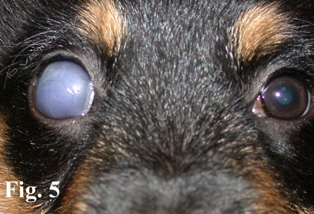 Cucciolo di 4 mesi affetto da glaucoma post traumatico e buftalmo secondario