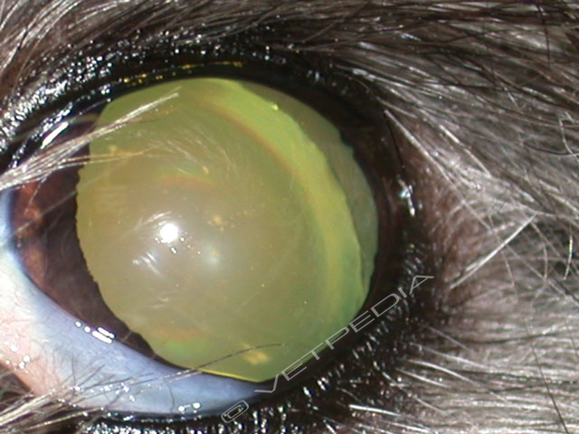 Lussazione della lente in un cane