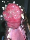 Ameloblastoma rostrale in un cane. 
