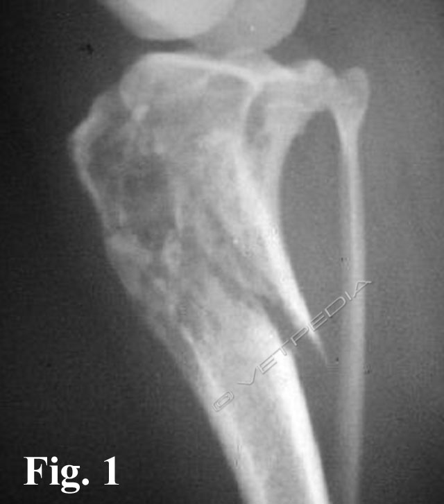 Fibrosarcoma osseo della tibia prossimale in un cane
